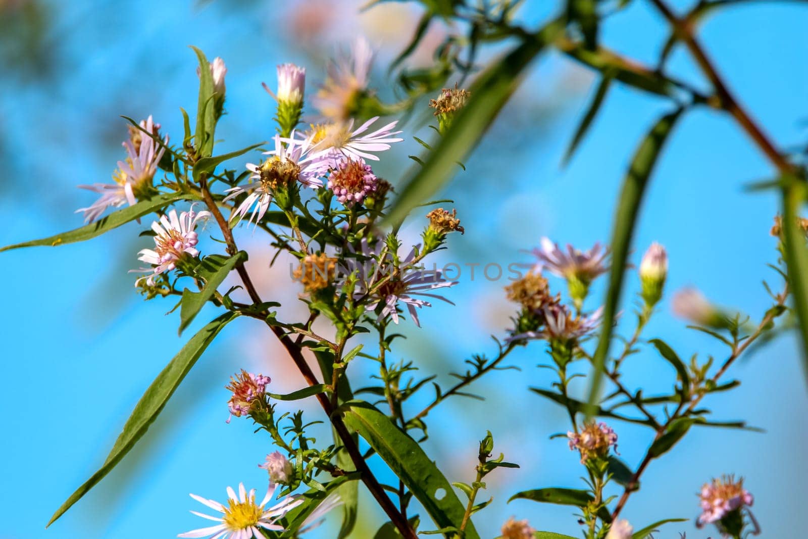 Bright beautiful violet flowers on blue sky background. Pink flowers. Blooming flowers. Nature wild flowers in Latvia.