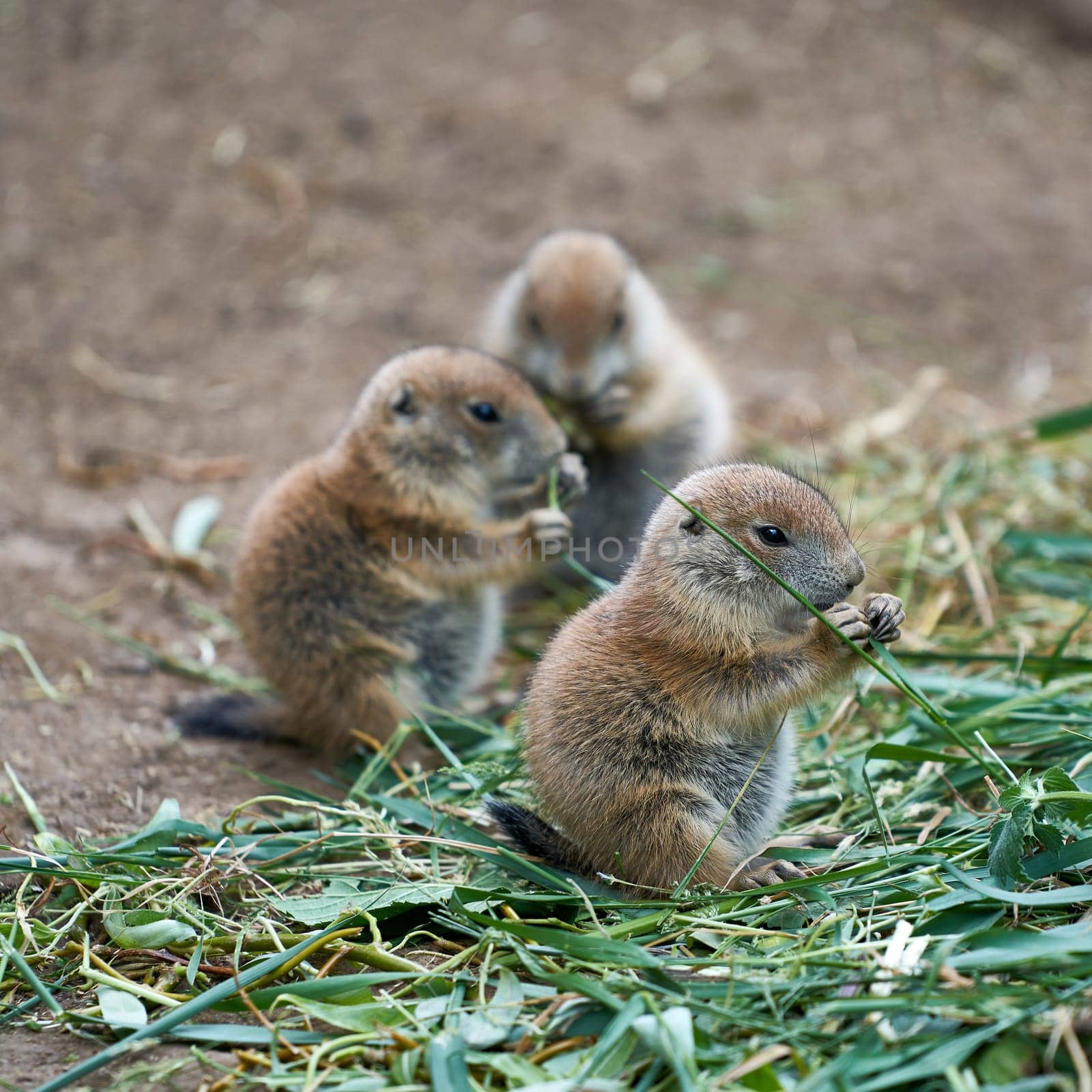 young prairie dogs during feeding