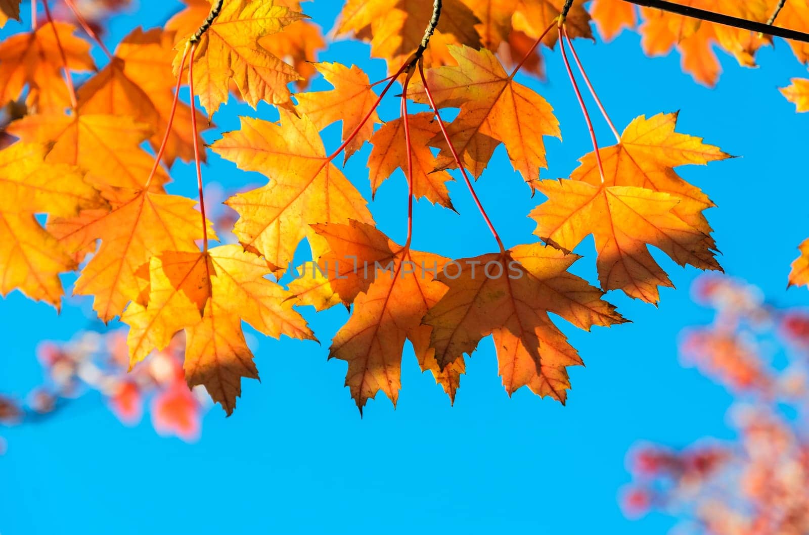 Yellow autumn maple leaves tree with blue sky background