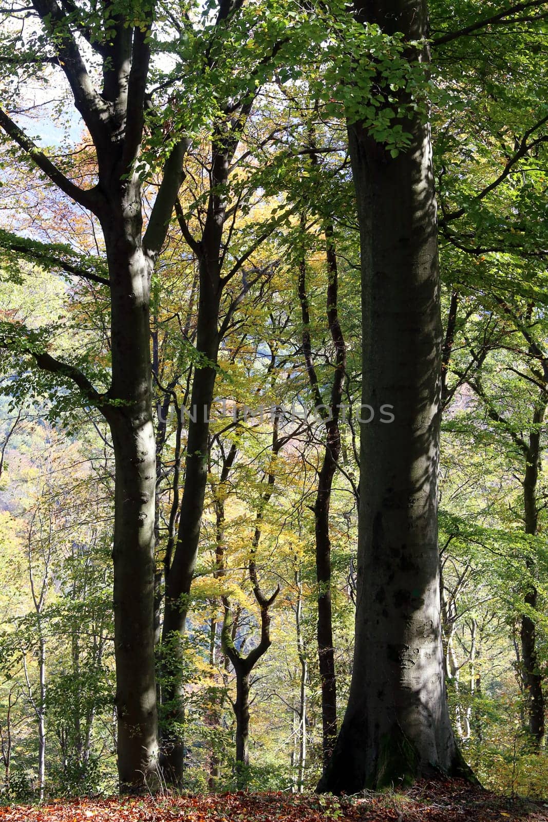 Red beech trees in autumn at the Heiligenberg in Heidelberg