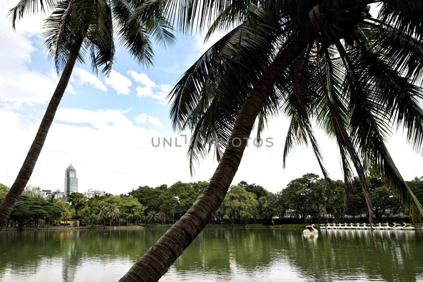 Landscape of lakeside view with palm trees in Lumphini Park in Bangkok, Thailand