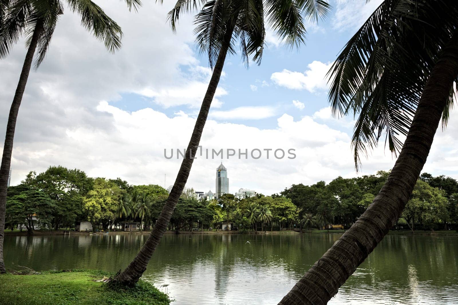 Landscape of lakeside view with palm trees in Lumphini Park in Bangkok, Thailand