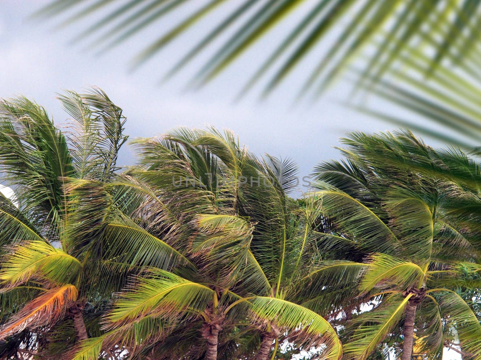 Group of close up tall palm trees over cloudy sky in Phuket, Thailand