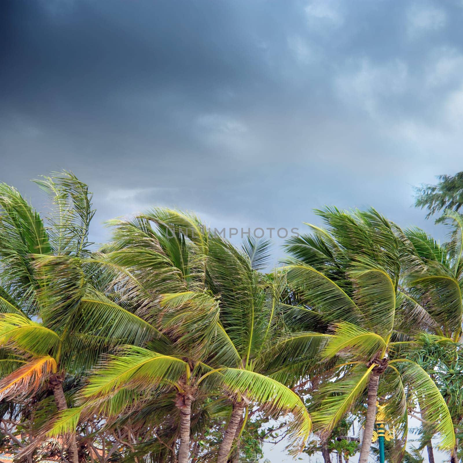 Group of close up tall palm trees over cloudy sky in Phuket, Thailand