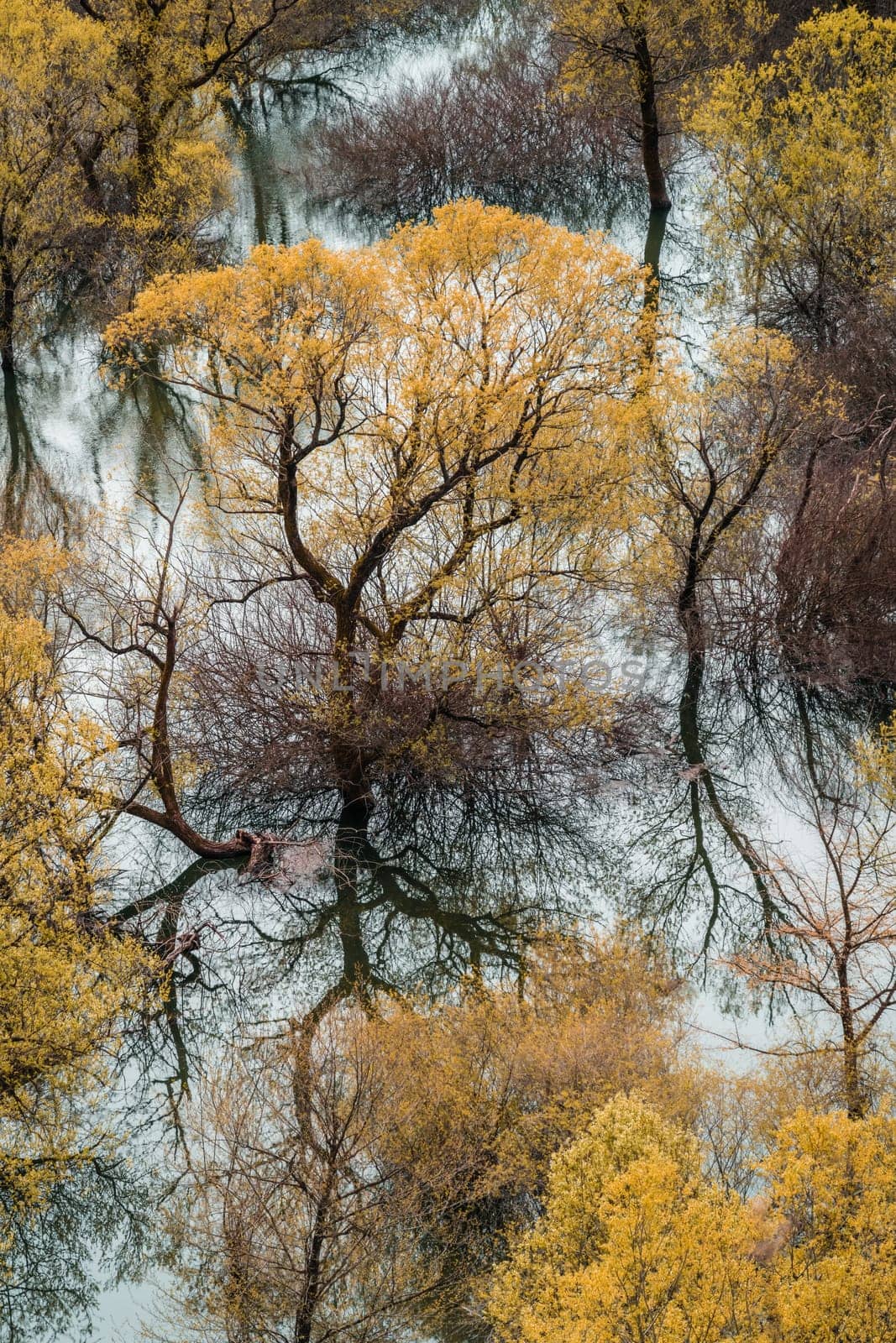 Yellow trees reflected in the shallow shore waters of the Skadar Lake, Skadar Lake National Park, Montenegro