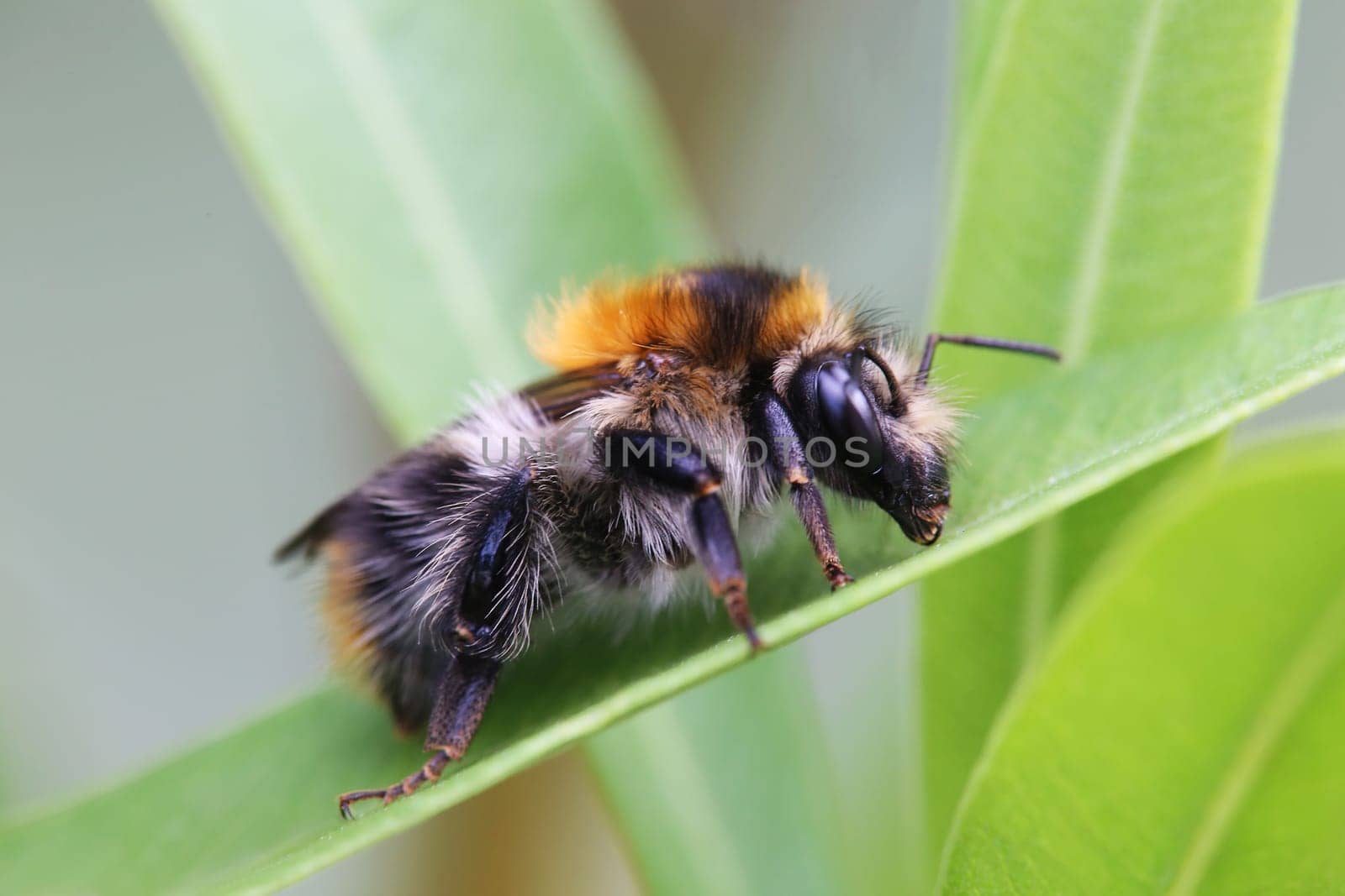 Macro image of field bumblebee Bombus pascuorum
