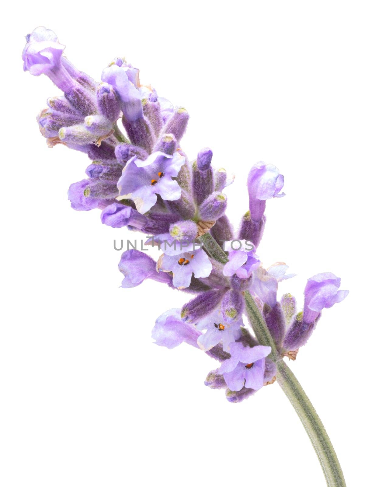 Blossoming Lavender (Lavandula). Clipping paths, infinite depth of field