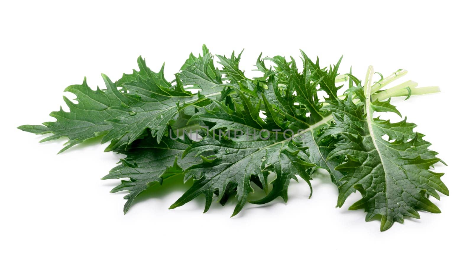 Bunch of Mizuna (Japanese mustard) leafy green salad. Brassica rapa nipponsinica cultivated variety. Clipping paths, shadow separated