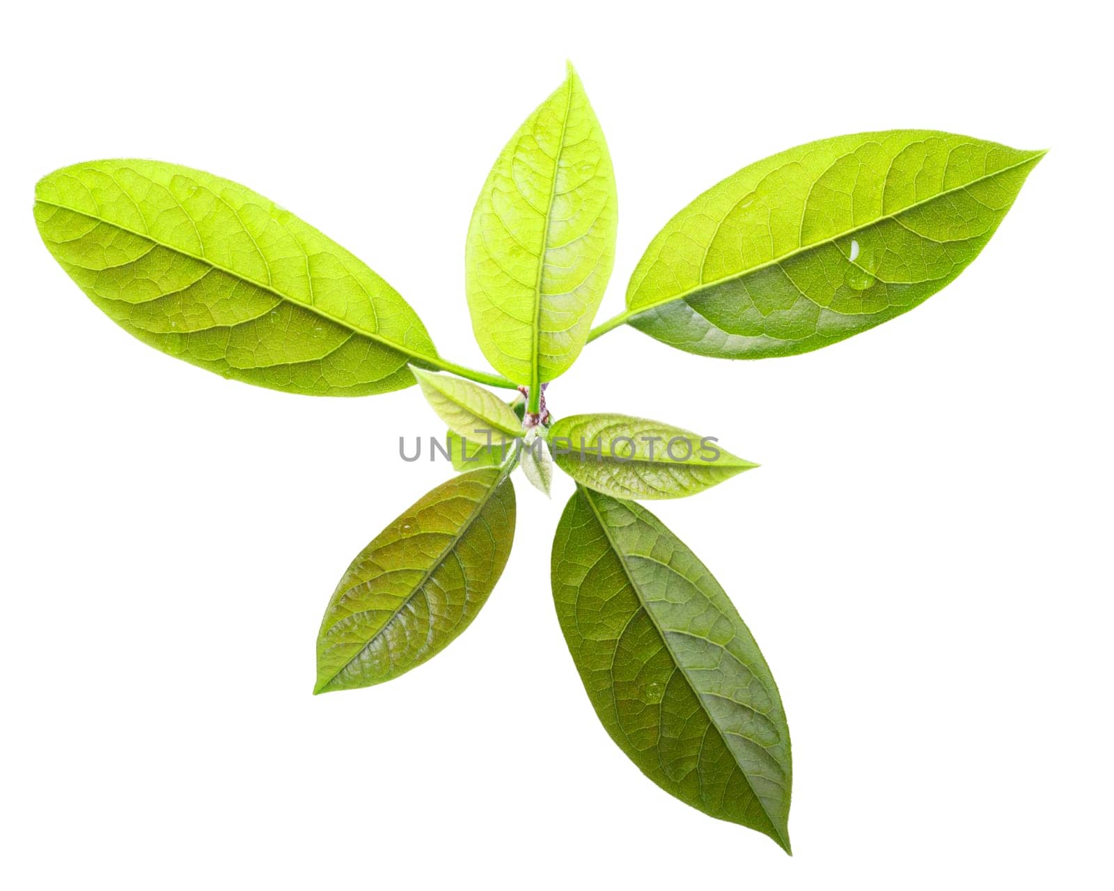 Leaves of Avocado (Persea americana). Clipping path
