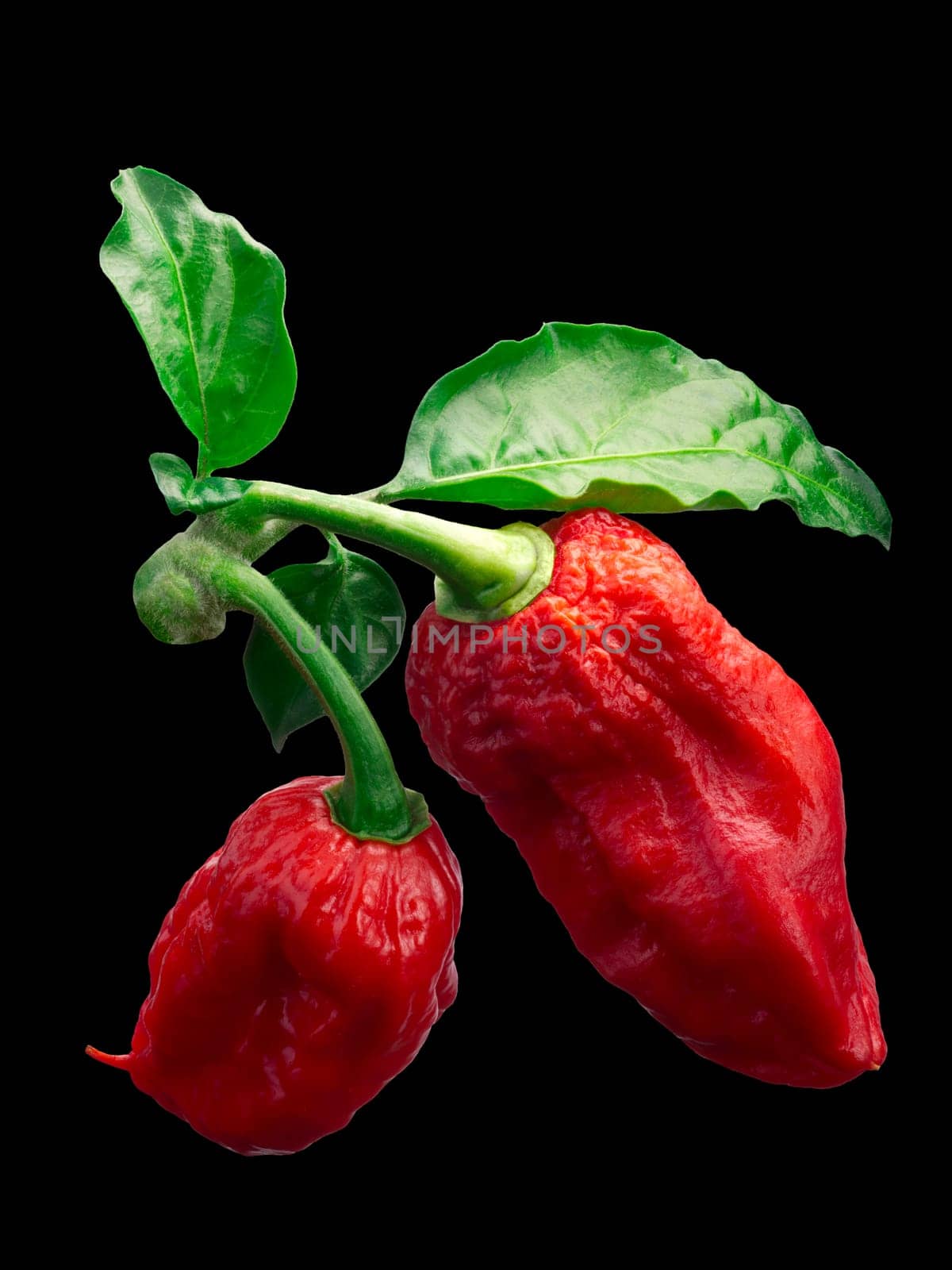 Bhut Jolokia ghost chili peppers (Capsicum frutescens x Capsicum chinense hybrid) with leaves. Clipping paths