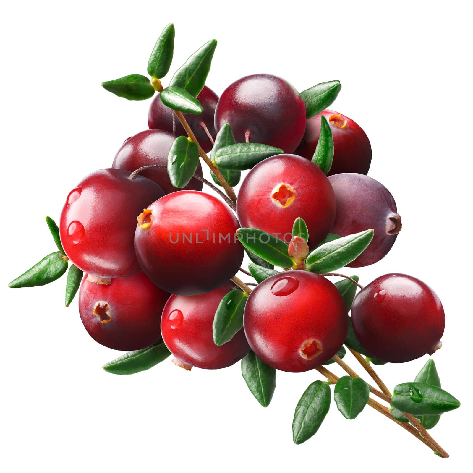Cranberry bouquet (Vaccinium oxycoccus), clipping paths
