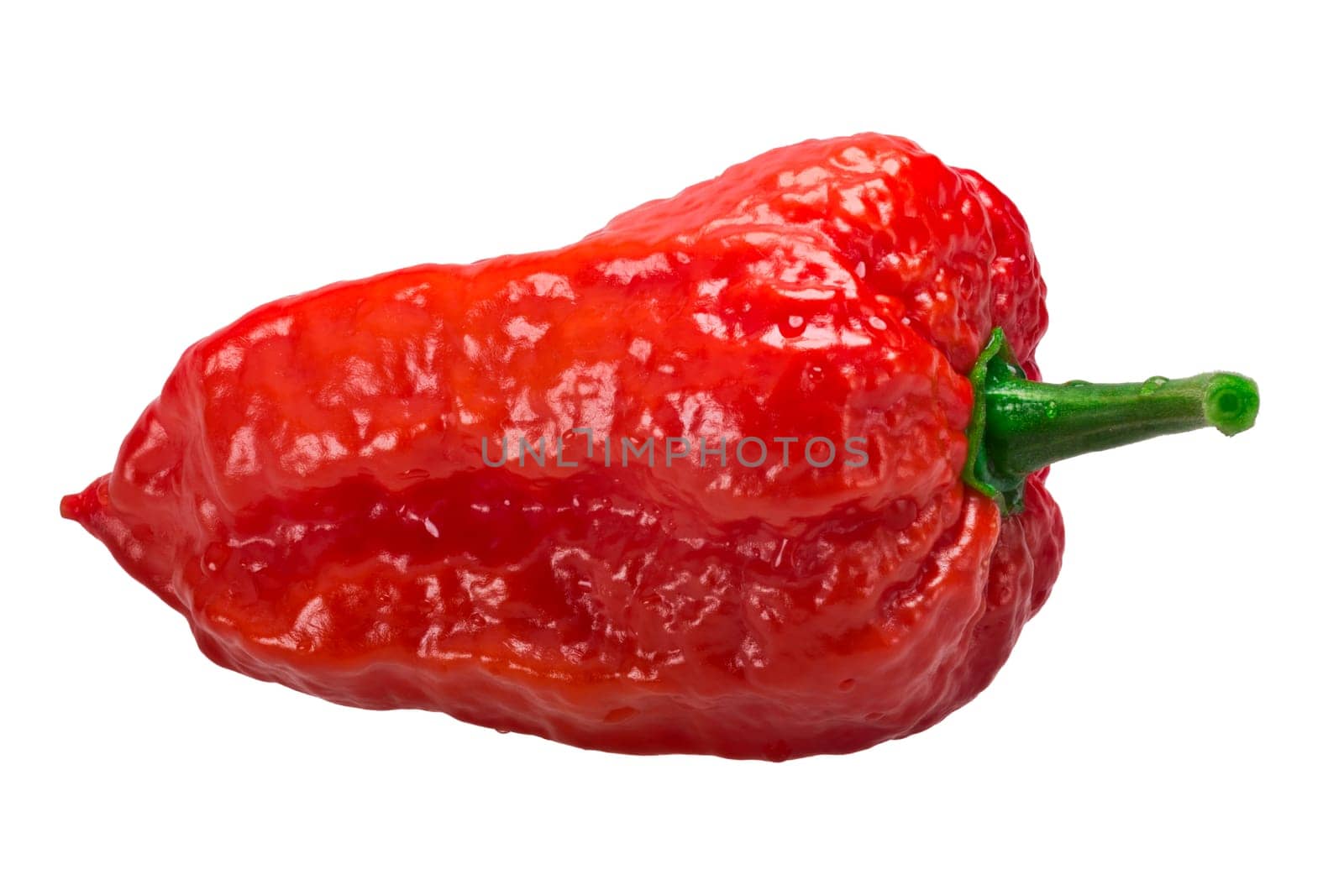 Bhut Jolokia ghost chili pepper (Capsicum frutescens x Capsicum chinense hybrid). Clipping paths, shadowless