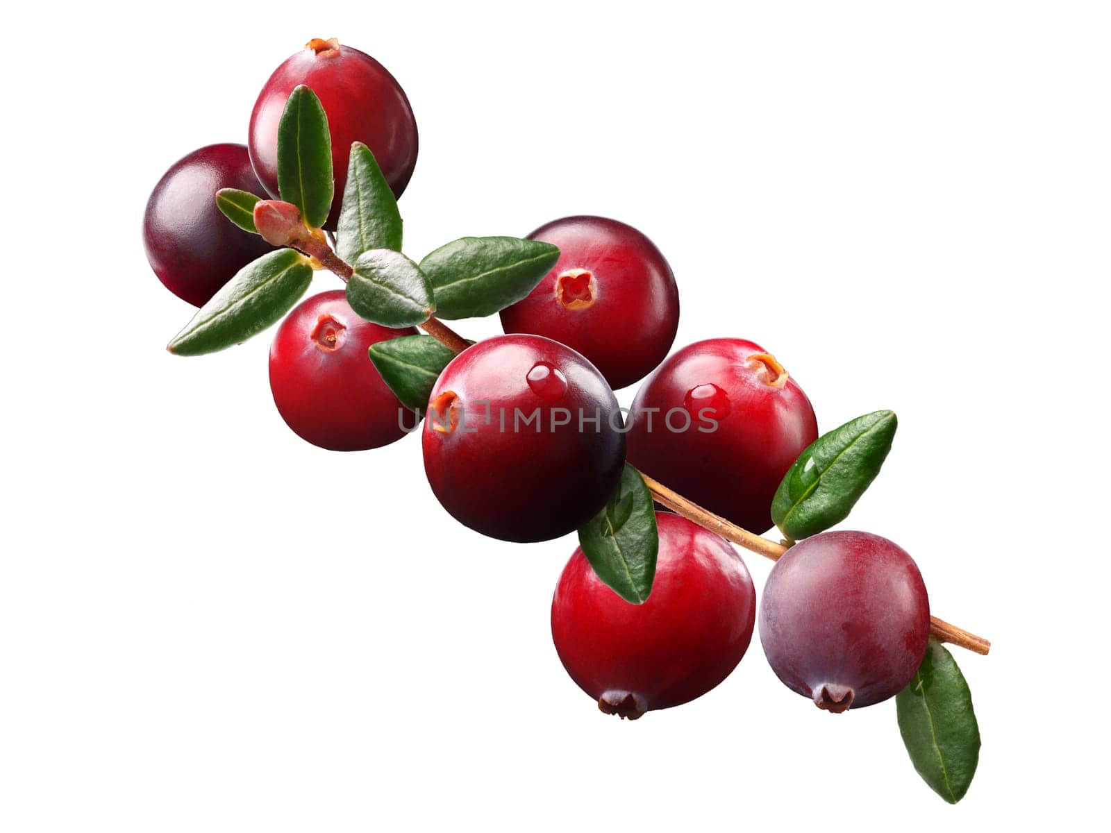 Cranberry branch (Vaccinium oxycoccus) composition elements, clipping paths