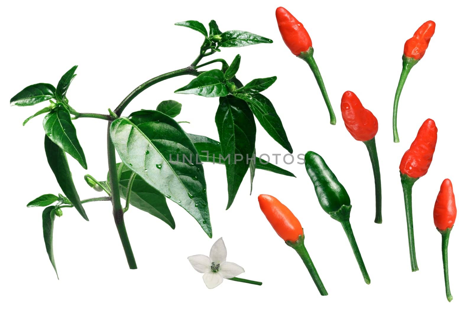 Pequin or piquin chile pepper, plant,fruits, blossom. Exploded view (elements) Clipping path for each object