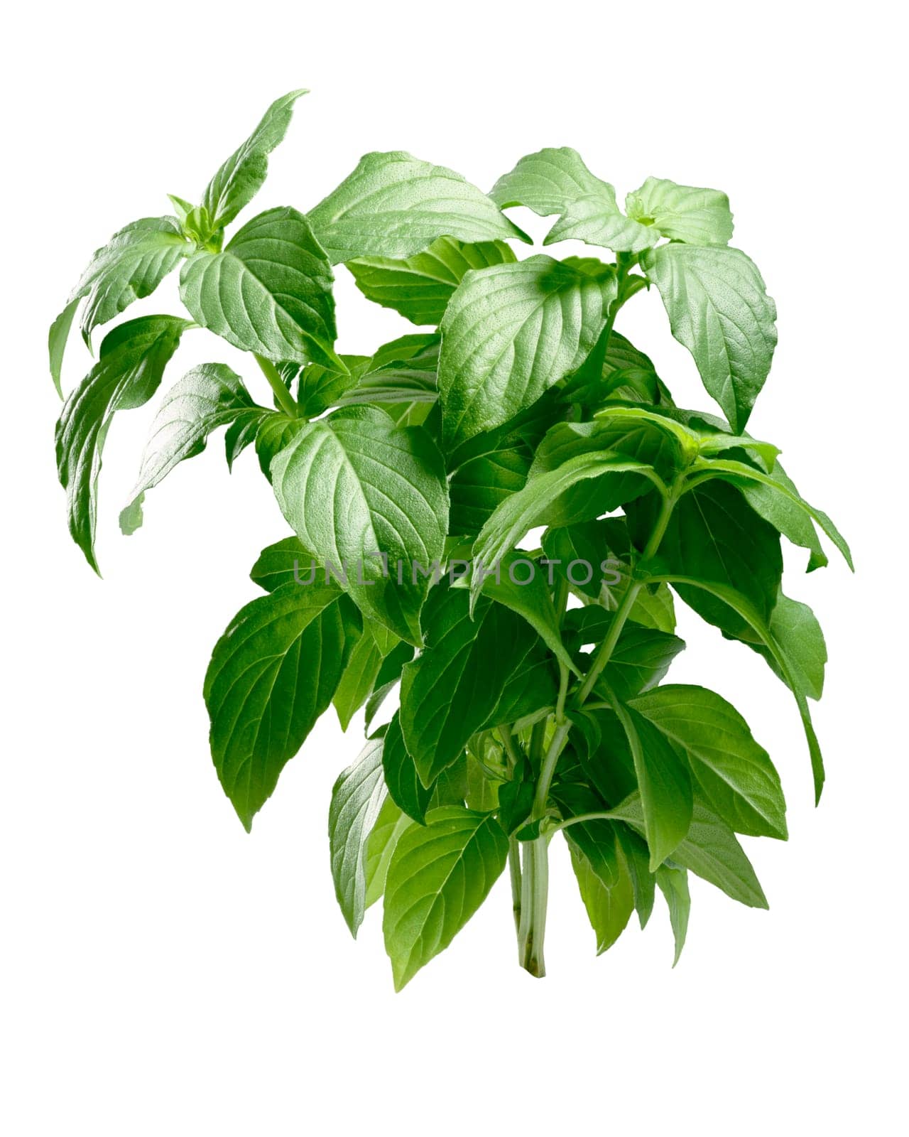 Lemon scented Basil (Ocimum basilicum), erect bush. Clipping path