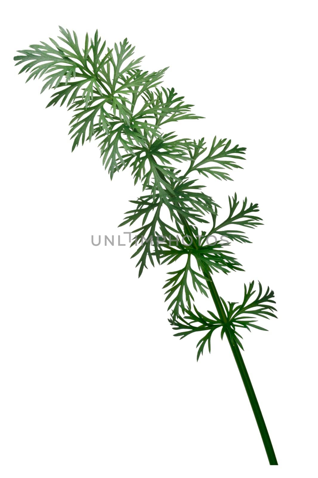 Fresh Caraway (Carum carvi) stems with leaves. Clipping path