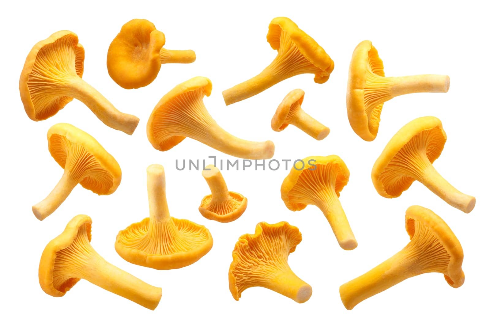 Chanterelles or girolles mushrooms (Cantharellus cibarius). Clipping path for each fungus, shadowless