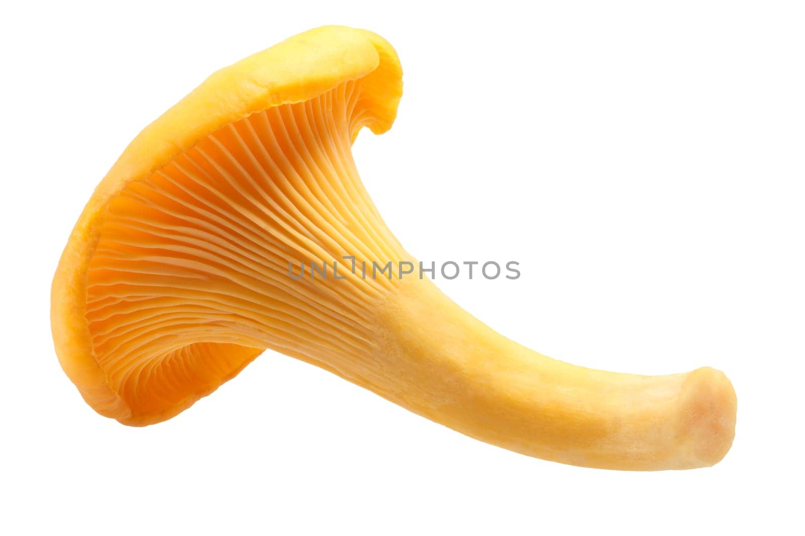 Chanterelle or girolle mushroom (Cantharellus cibarius). Clipping path, shadowless