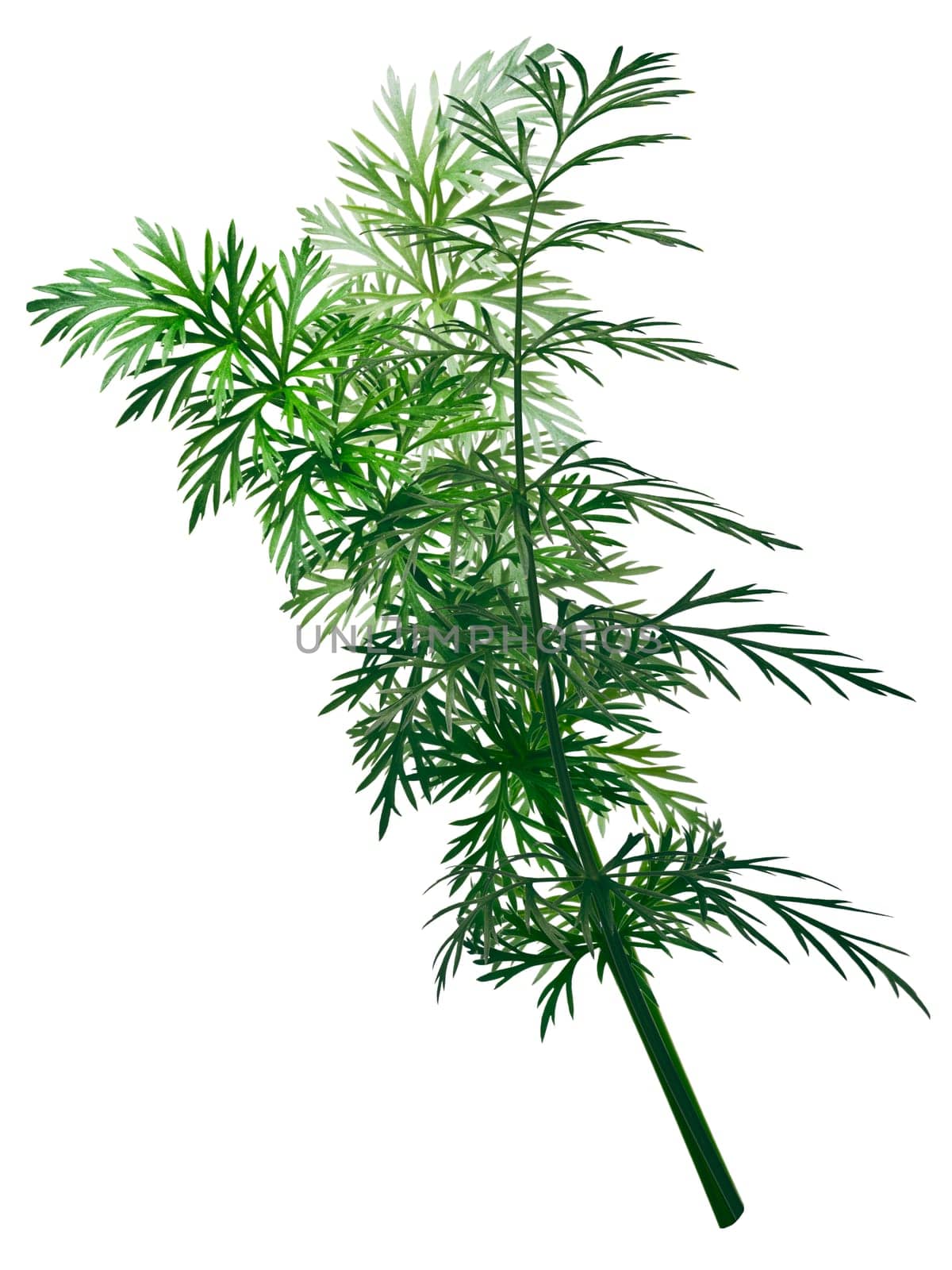 Fresh Caraway (Carum carvi) stems with leaves. Clipping path