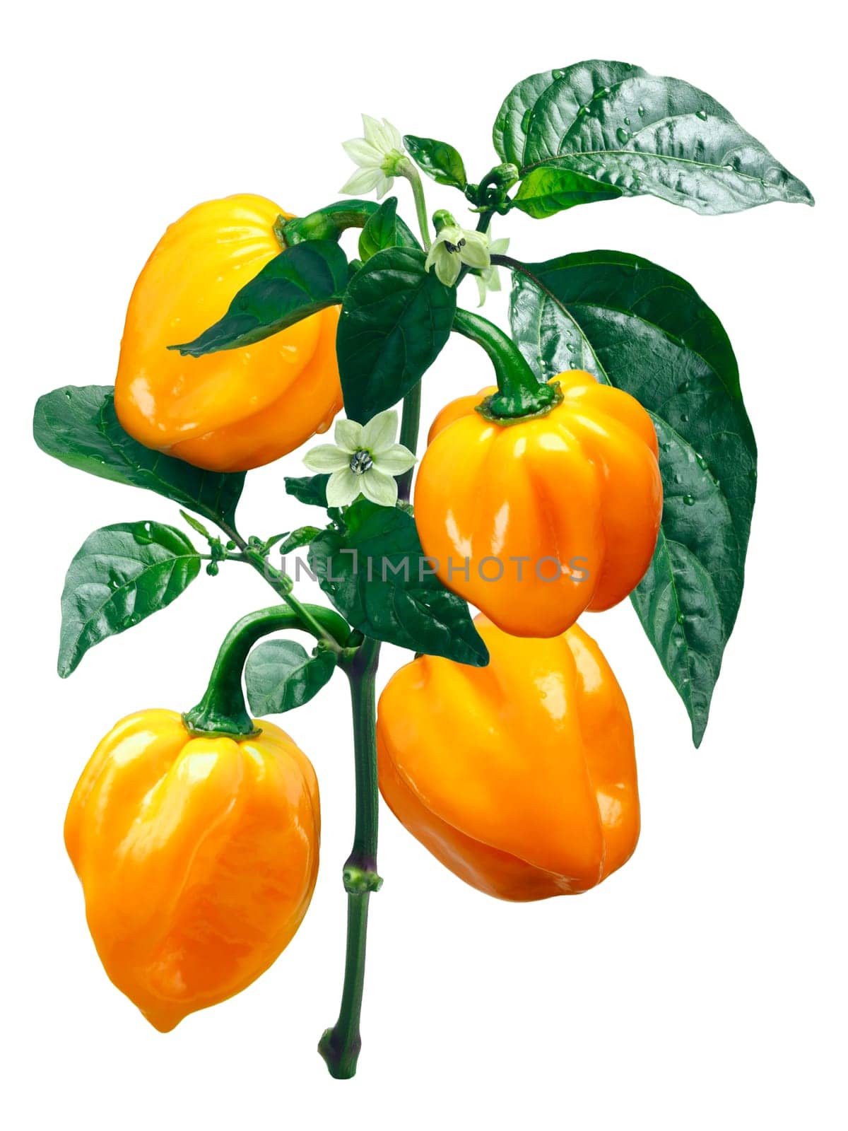 Numex Suave Orange Habanero chile pepper (Capsicum chinense), plant with pods and blooms. Clipping path
