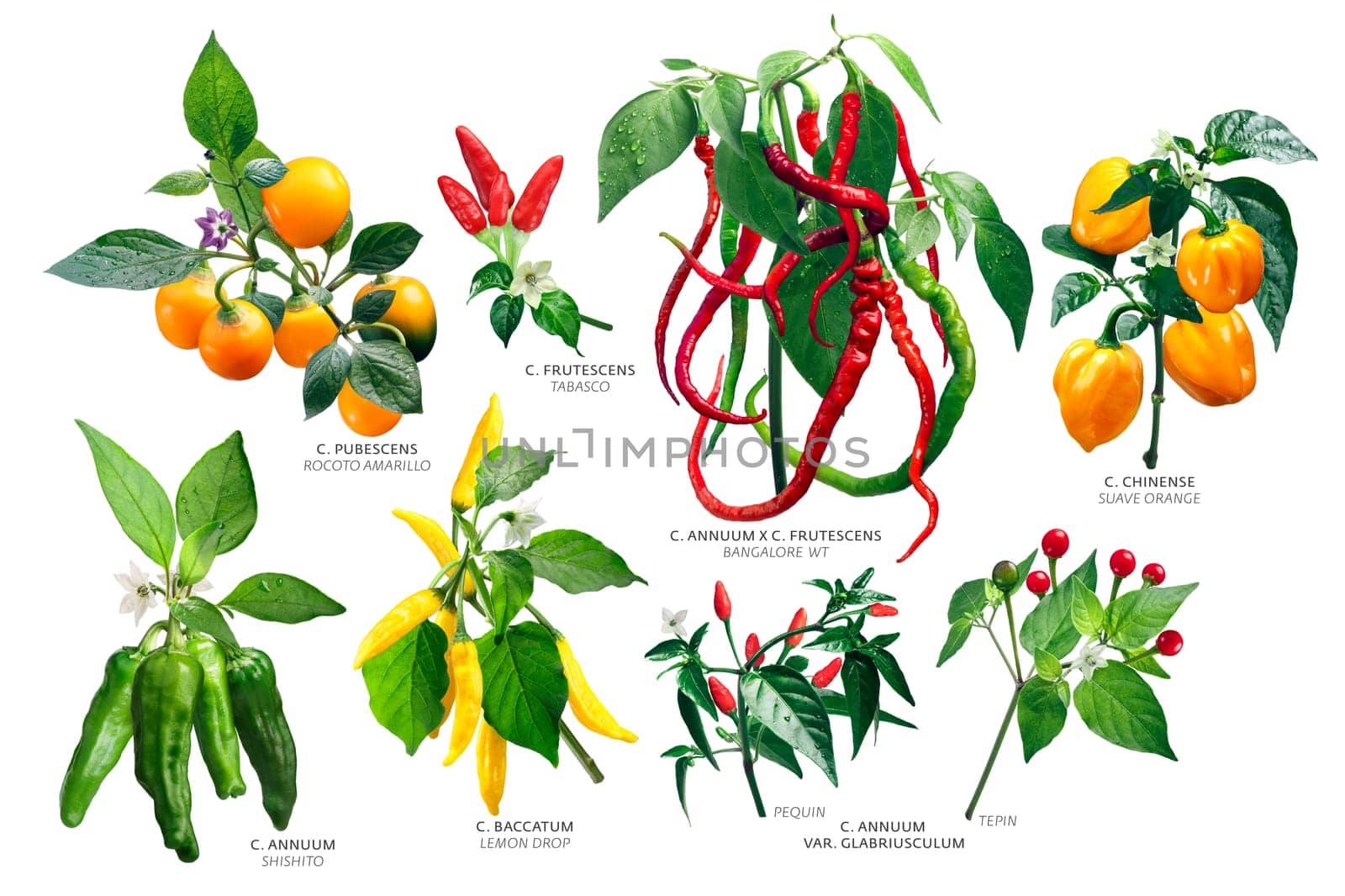 Capsicum Genus Plants (Peppers). Annuum, Baccatum, Chinense, Frutescens, Pubescens species. Clipping paths