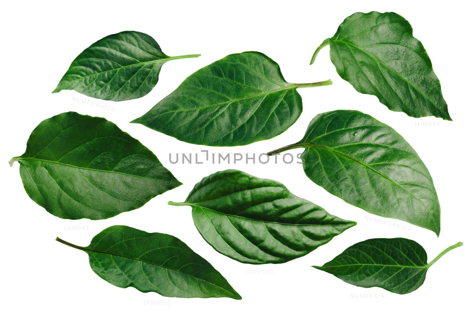 Capsicum annuum (Chile pepper) leaves: Guajillo,Lumbre,NM 6-4, Hatch, Stavros, Sandia. Clipping path for each