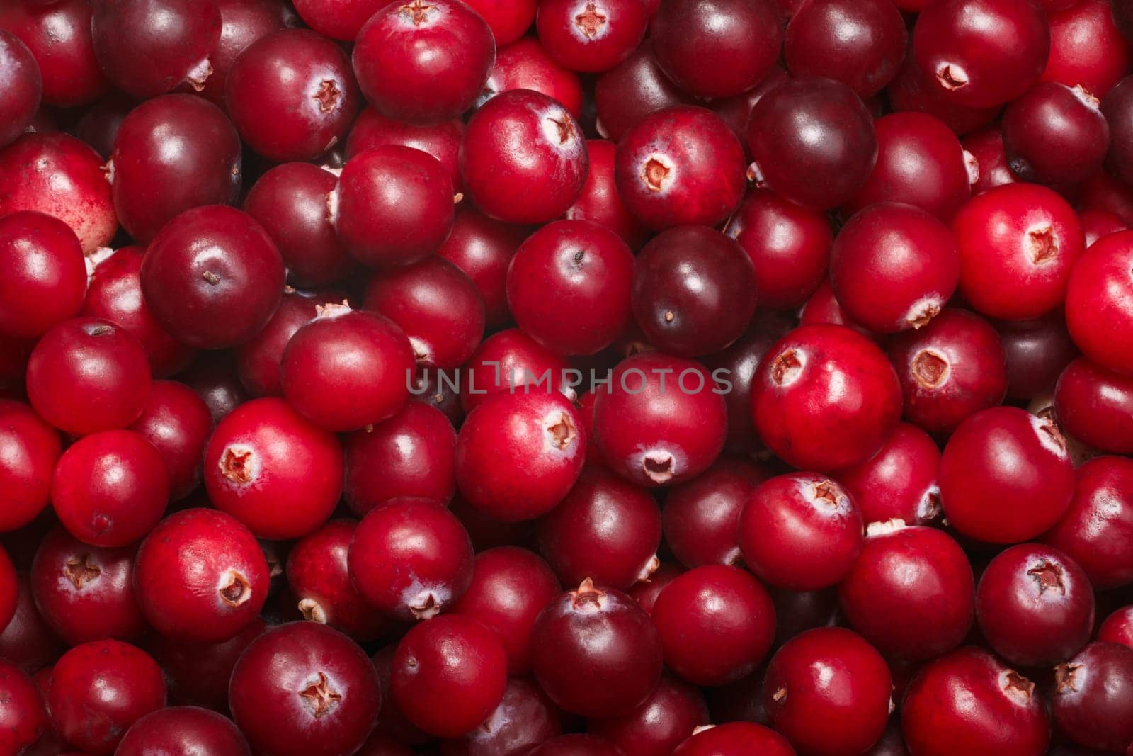 Cranberry background (Vaccinium oxycoccus), top view