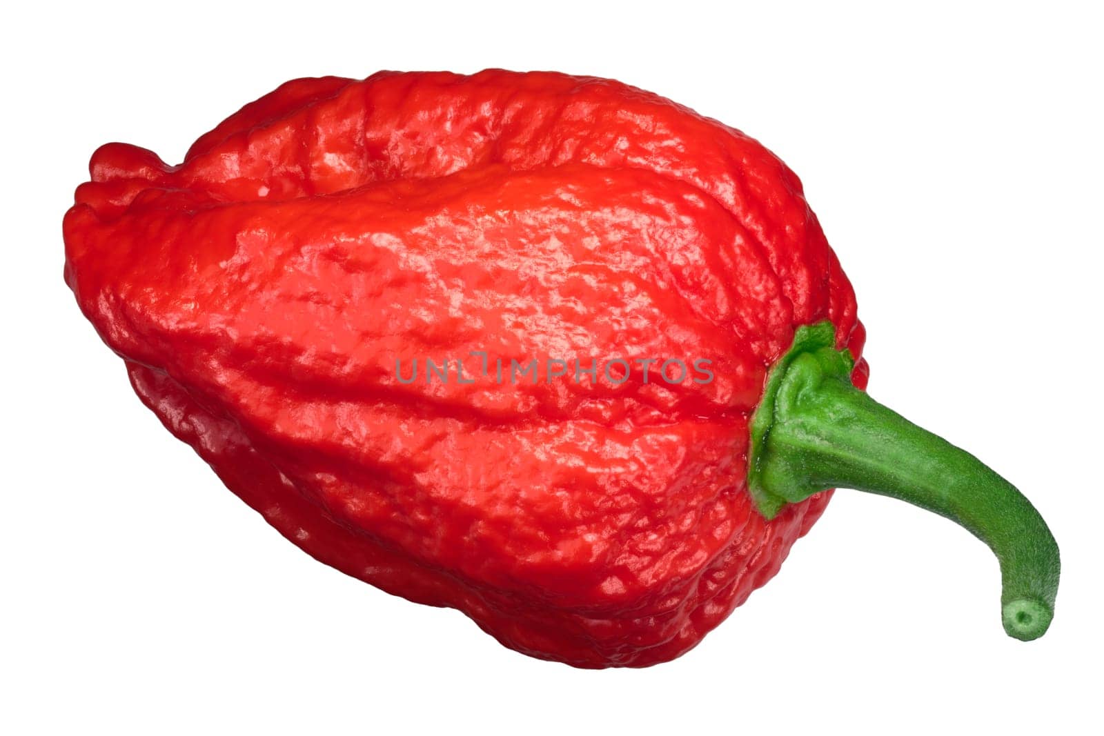 Dorset Naga or Naga Morich pepper (Capsicum chinense), top view