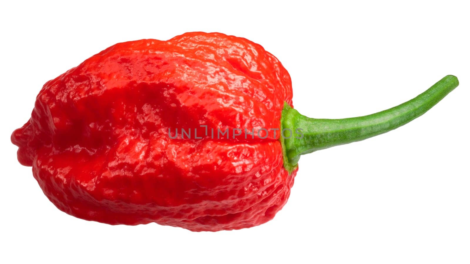 Dorset Naga or Naga Morich pepper (Capsicum annuum), top view