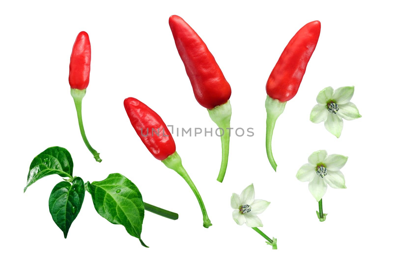 Tabasco chile peppers (Capsicum frutescens) with leaves and flowers, exploded view (design elements). Clipping paths for each object.