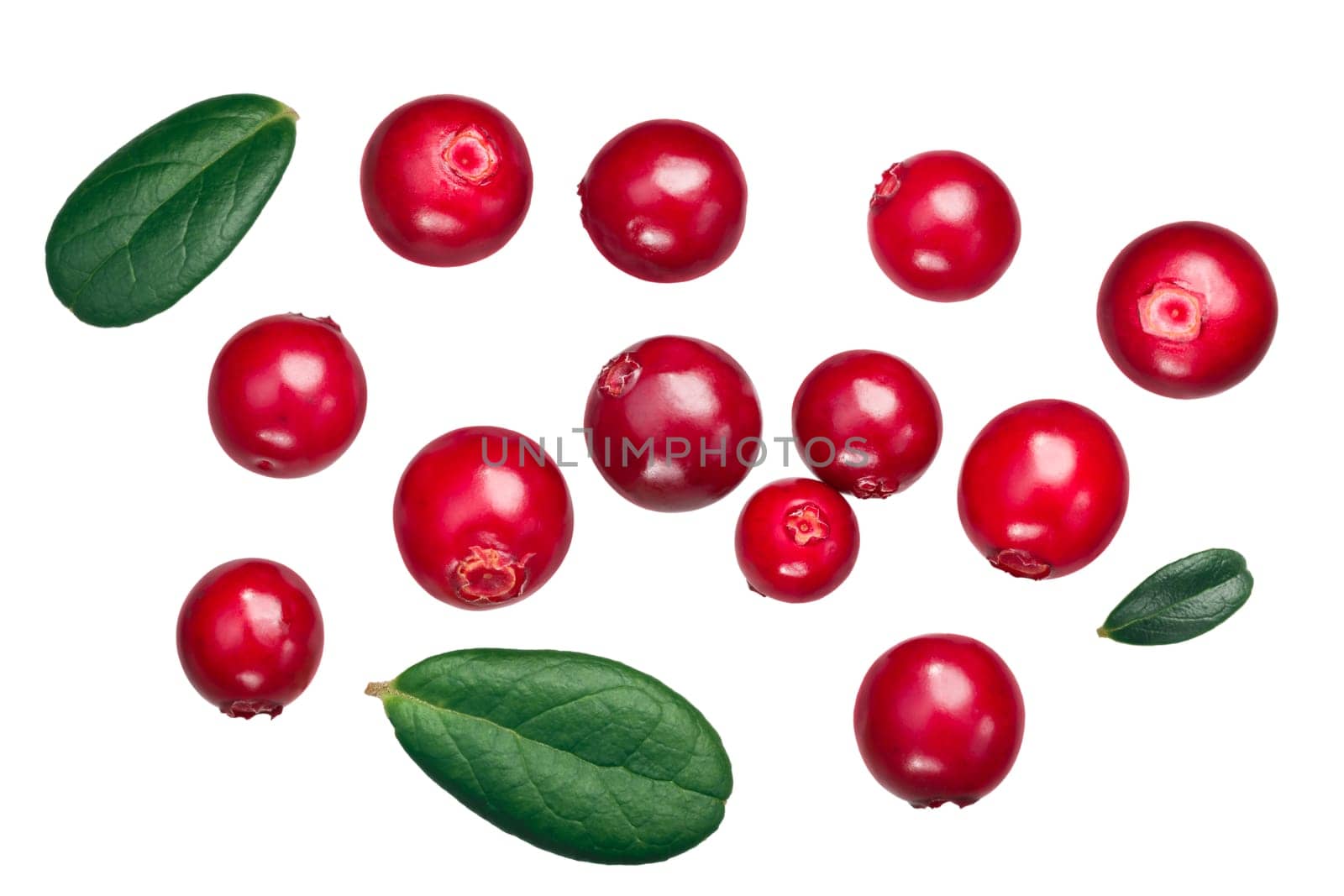Lingonberry (fruits of Vaccinium vitis-idaea) with leaves, top view