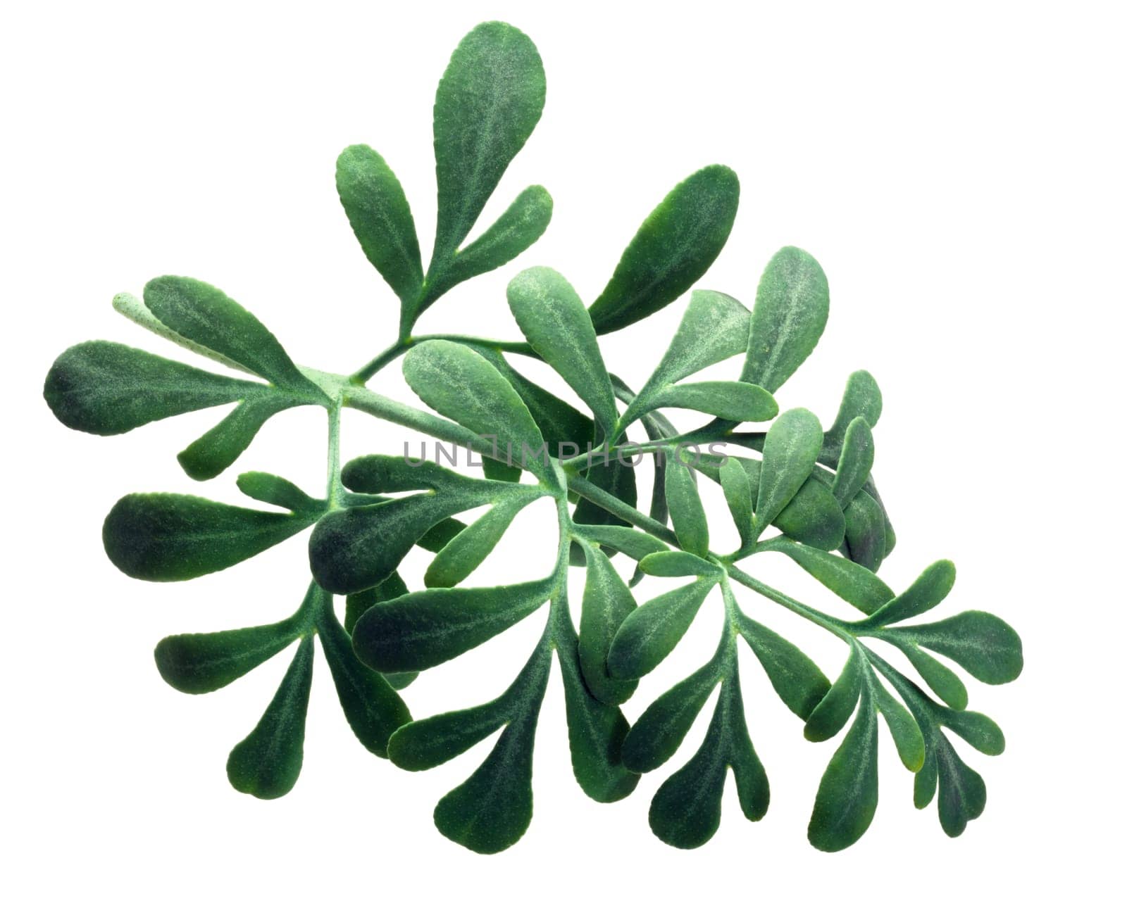 Rue, a herb-of-grace (Ruta graveolens) leaves