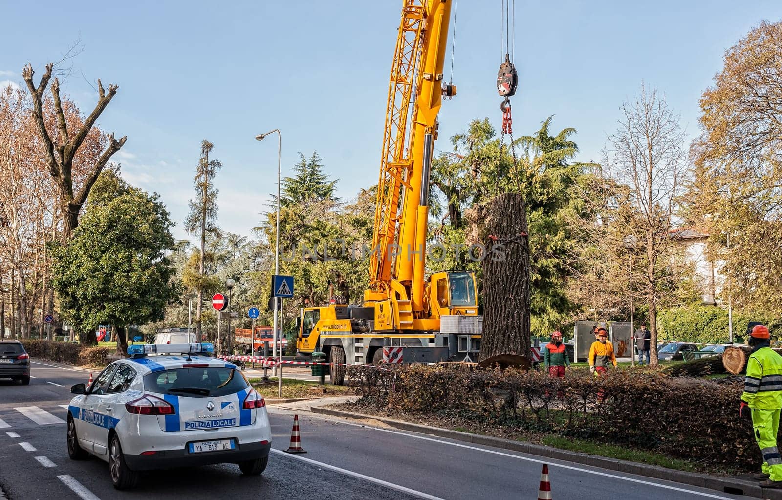 Udine,Italy - January 12 2016:  Maintenance of public green areas. Cutting a sick tree.