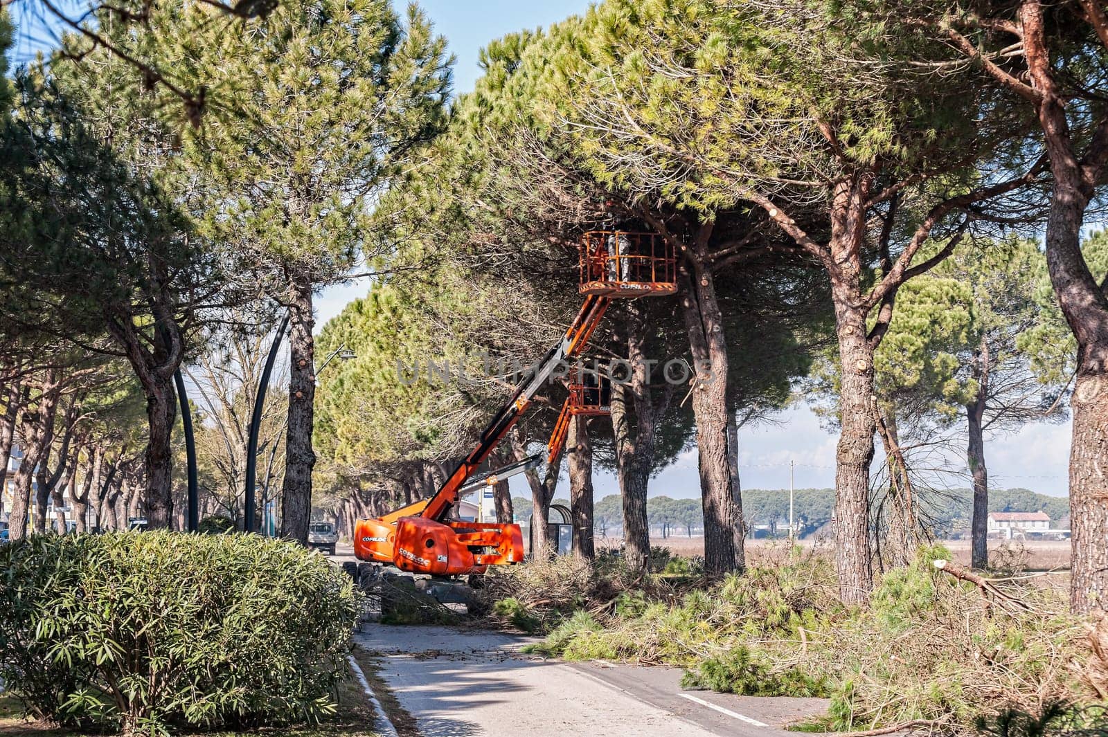 Bibione,Italy - March 08 2018 : Workers and machinery at tree pruning before the start of the tourist season.