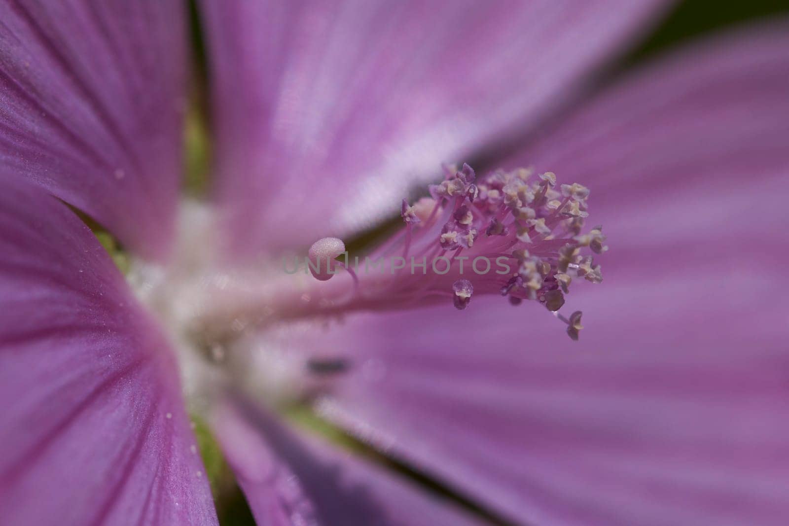 Mallow - Stamen column with dust bag in a macro shot