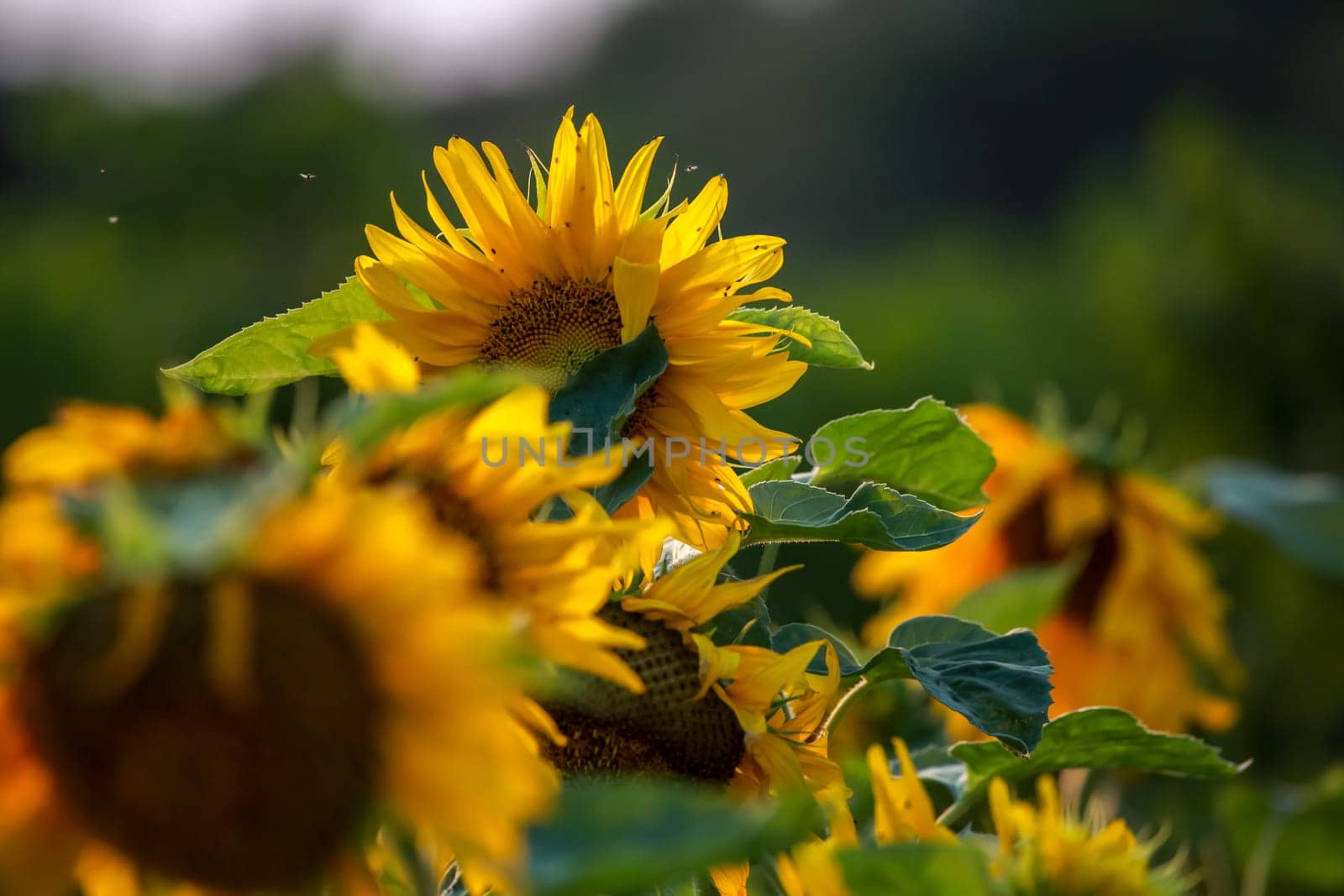 Blooming flowers. Sunflowers on a green grass.  Meadow with sunflowers. Wild flowers. Nature flower. Sunflowers on field. Sunflower is tall plant of the daisy family, with very large golden-rayed flowers.