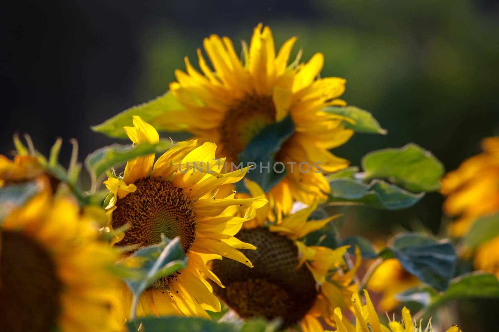 Blooming flowers. Sunflowers on a green grass.  Meadow with sunflowers. Wild flowers. Nature flower. Sunflowers on field. Sunflower is tall plant of the daisy family, with very large golden-rayed flowers.