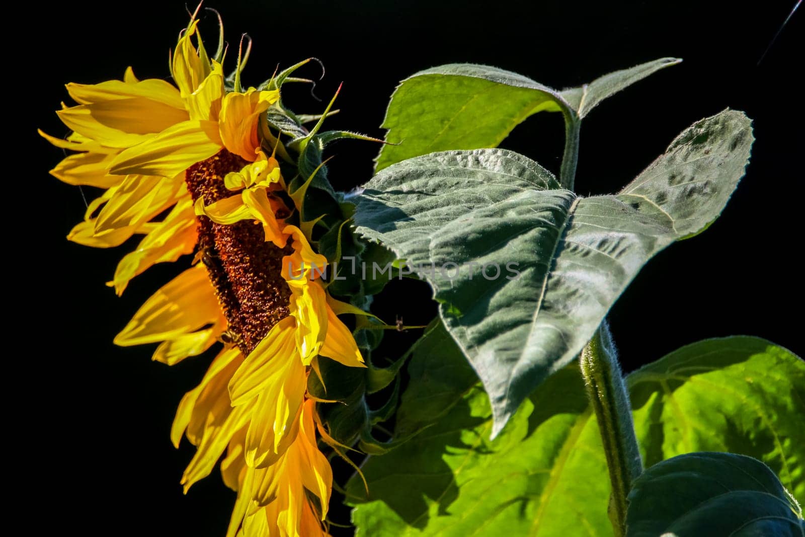 Closeup of sunflower. Sunflower in summer day.  Blooming sunflower. Sunflower on black background. Sunflower is tall plant of the daisy family, with very large golden-rayed flowers...