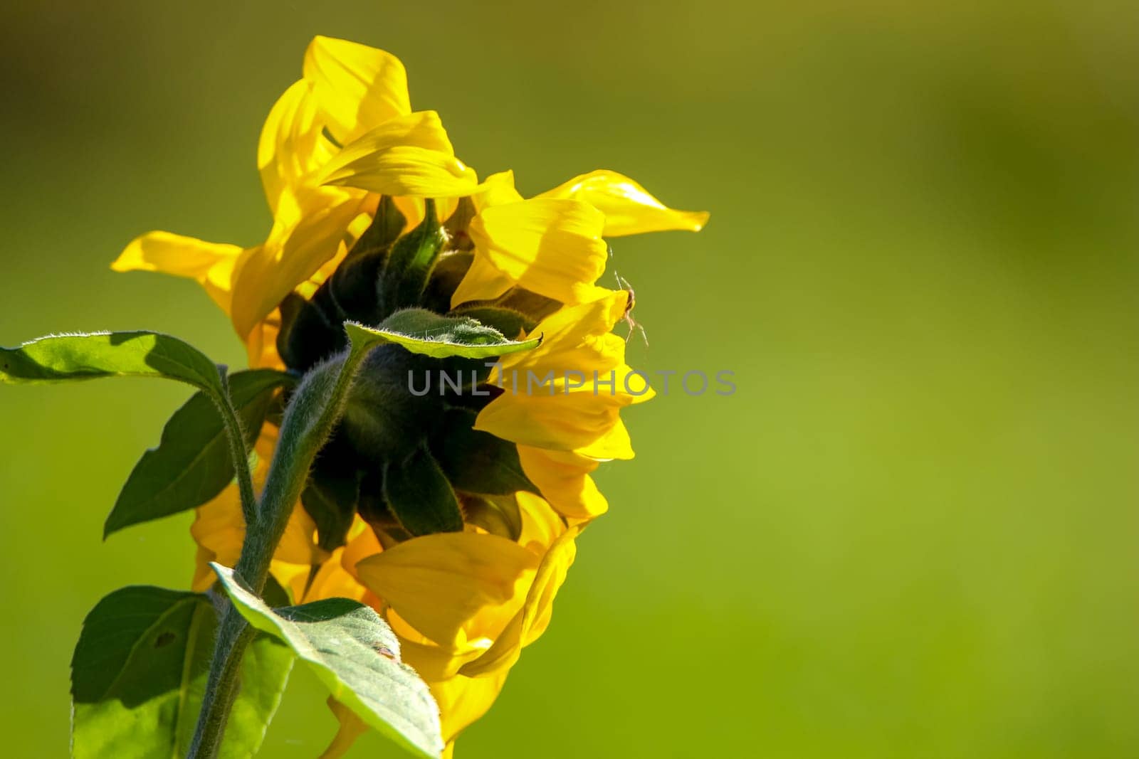 Blooming flowers. Sunflowers on a green grass.  Meadow with sunflowers. Wild flowers. Nature flower. Sunflowers on field. Sunflower is tall plant of the daisy family, with very large golden-rayed flowers.