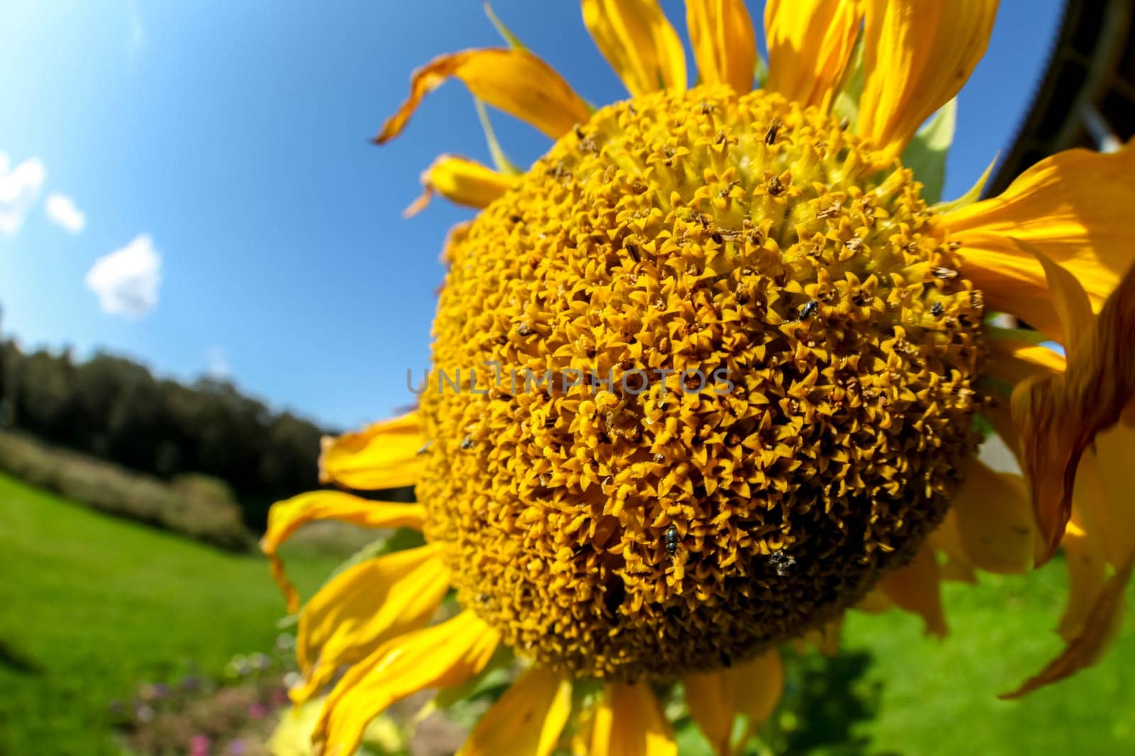Blooming flowers. Sunflowers on a green grass.  Meadow with sunflowers. Wild flowers. Closeup on sunflower. Sunflower on field. Sunflower is tall plant of the daisy family, with very large golden-rayed flowers.