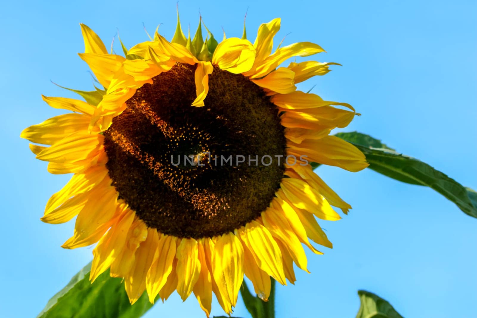 Closeup of sunflower. One bee on sunflower. Sunflower in summer day. Yellow sunflower on background of blue sky. Blooming sunflower. Sunflower is tall plant of the daisy family, with very large golden-rayed flowers...