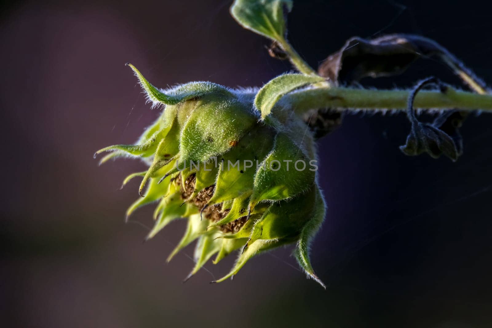 Background with one sunflower. Sunflower in summer day. Sunflower with spider web. Sunflower on dark background.
