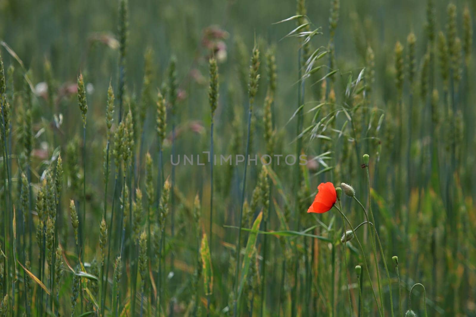 View of one red poppy flower on background of cereal field  Red poppy flower on a green grass.  Meadow with flowers. Wild flowers. Nature flower.
