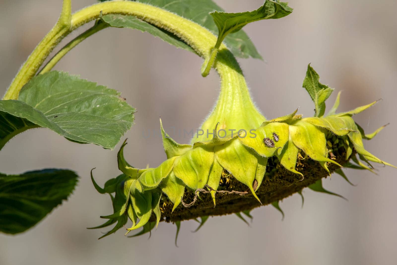 Two insects on sunflower. Background with one sunflower. Sunflower in summer day. Blooming sunflower. Sunflower on gray background.