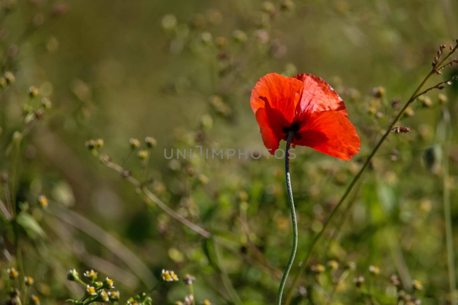 Top view of one red poppy flower on background of green meadow.