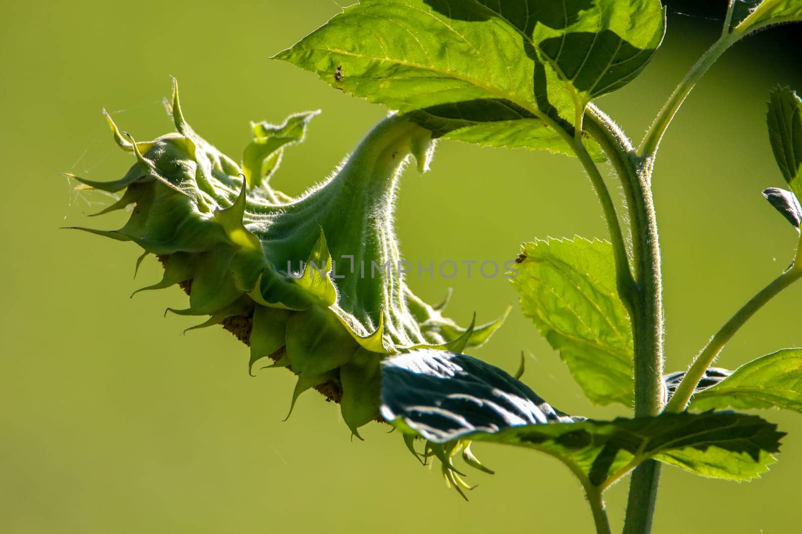 Blooming flowers. Sunflowers on a green grass.  Meadow with sunflowers. Wild flowers. Nature flower. Sunflowers on field. Sunflower is tall plant of the daisy family, with very large golden-rayed flowers...