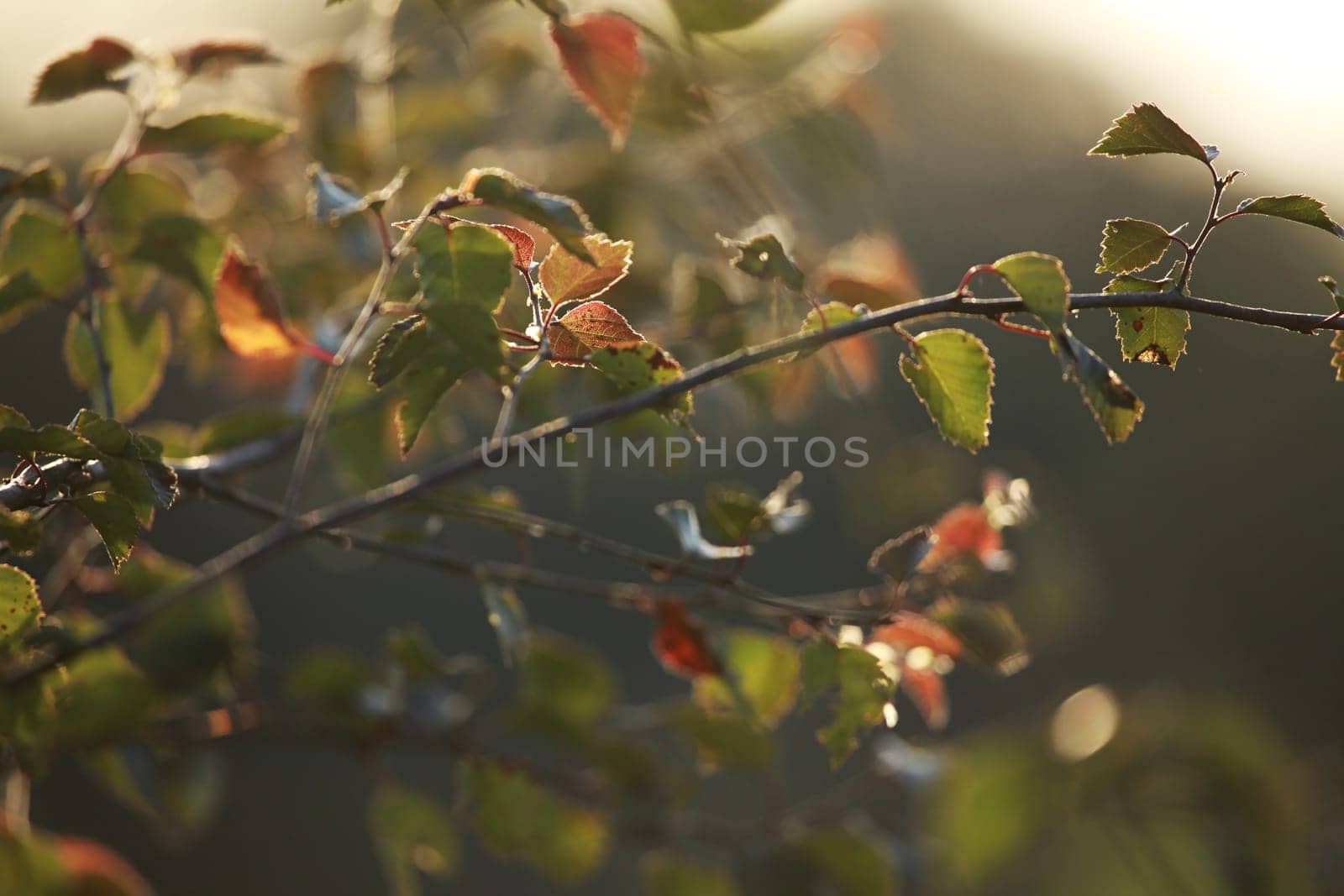Summer background with young red birch leaves. Red birch branch. Birch branch as background.