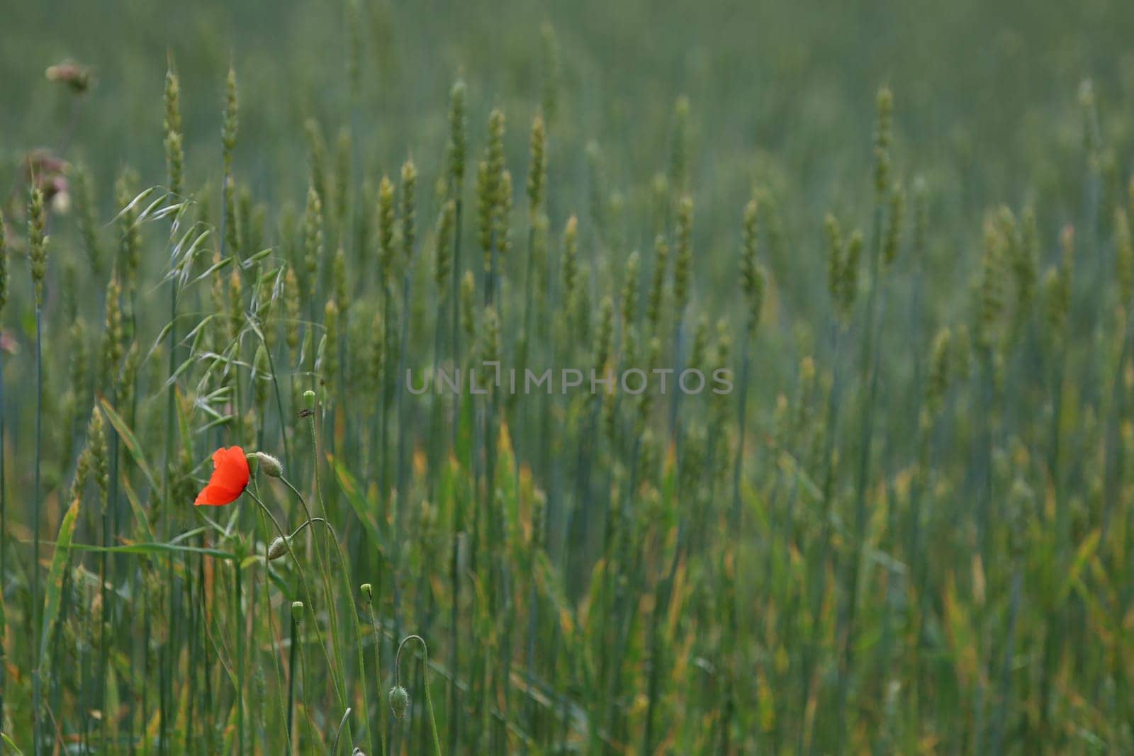 View of one red poppy flower on background of cereal field  Red poppy flower on a green grass.  Meadow with flowers. Wild flowers. Nature flower.