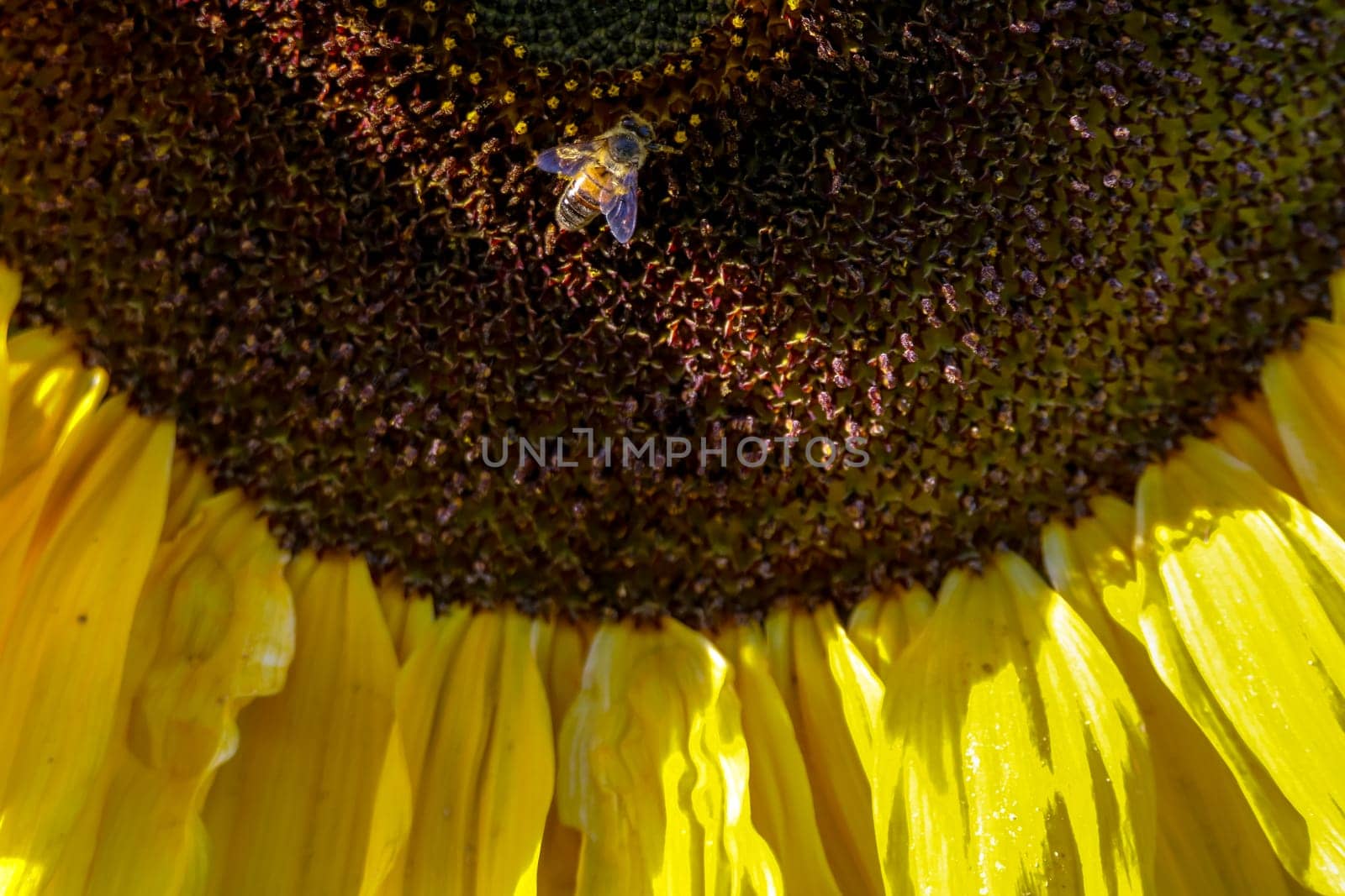 Closeup of sunflower. One bee on sunflower. Sunflower in summer day. Macro. Blooming sunflower. Sunflower is tall plant of the daisy family, with very large golden-rayed flowers...