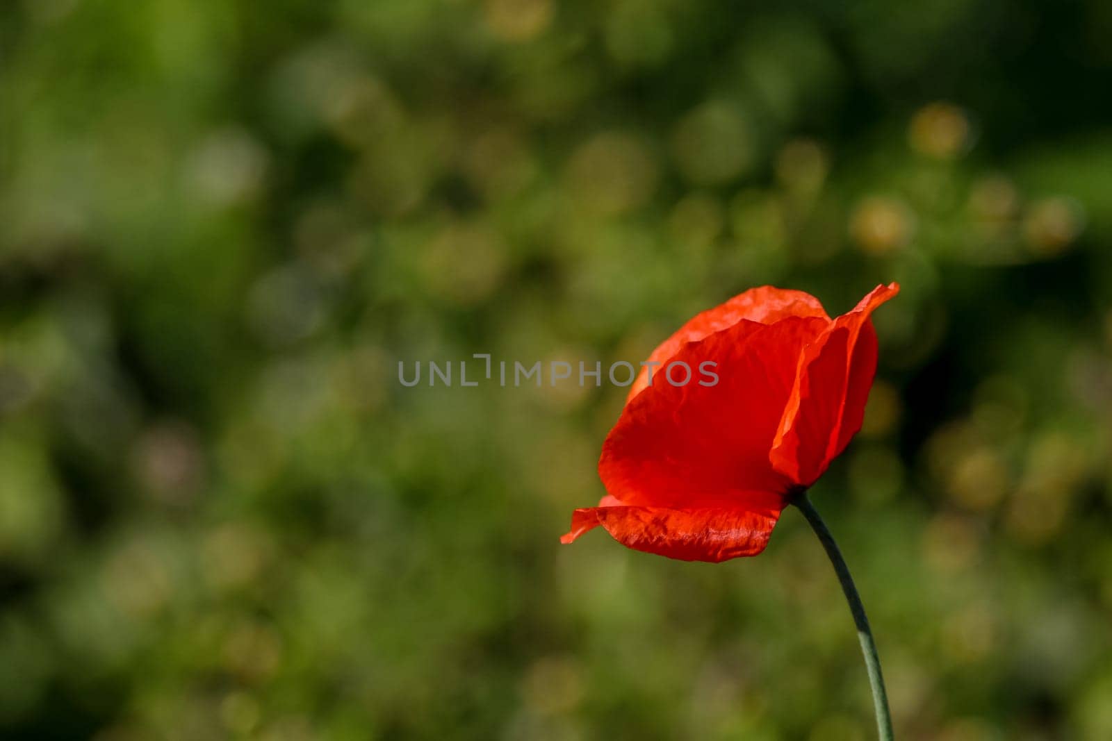 Top view of one red poppy flower on background of green meadow.